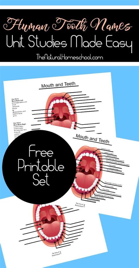 Free Human Teeth Worksheets