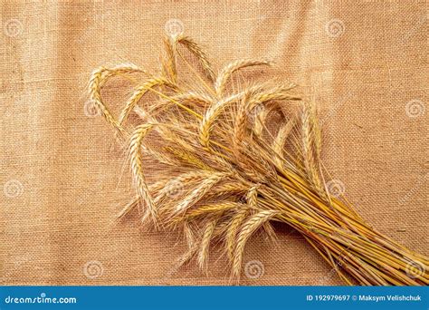 Wheat Grain Whole Barley Harvest Wheat Sprouts Stock Image Image