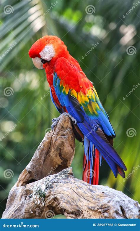 Scarlet Macaw Sleep On Timber Stock Photo Image Of Colorful