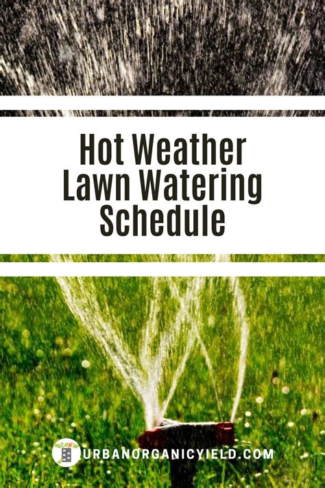 Watering lavender in hot weather after planting. Best Lawn Watering Schedule When The Weather is Hot in 2020 | Lawn, Healthy lawn, Lawn care