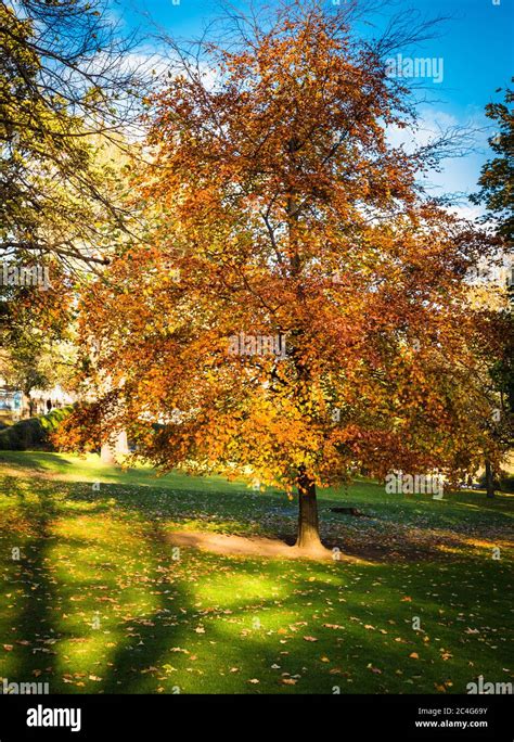 Beech Tree Autumn Fall Colour Color Hi Res Stock Photography And Images