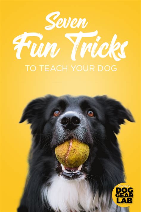 Seven Fun Tricks To Teach Your Dog Cool Dog Tricks Dog Hacks Dog