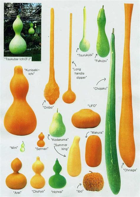 Types Of Gourds Chart Labb By Ag