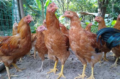 5 methods to introduce new chickens to your flock