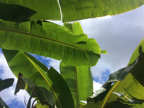 A Banana Leaf Canopy Makes A Beautiful Arrangement Of Shapes And Colour