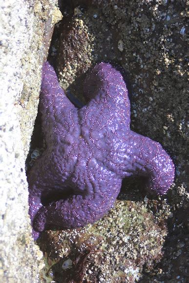 Purple Sea Star Project Noah