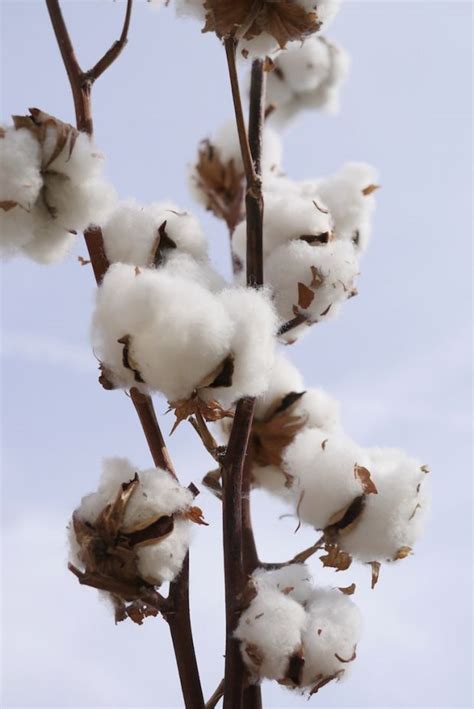 Fabrics: How to deal with the shortage of organic cotton?