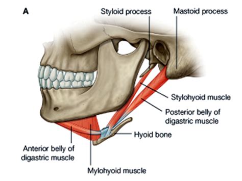 Suprahyoid Muscles Origininsertionfunctioninnervation Ku Biol 241