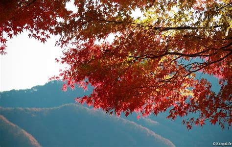 Entretien, de la plantation à la taille du corete du japon. Automne au Japon | Couleur automne, Automne, Erable du japon