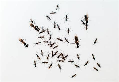How To Get Rid Of Flying Ants And Prevent Their Return Bob Vila
