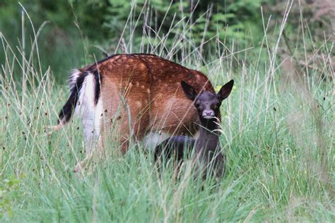 Forest Of Dean Wildlife And Nature Diary Fallow Deer Fawn