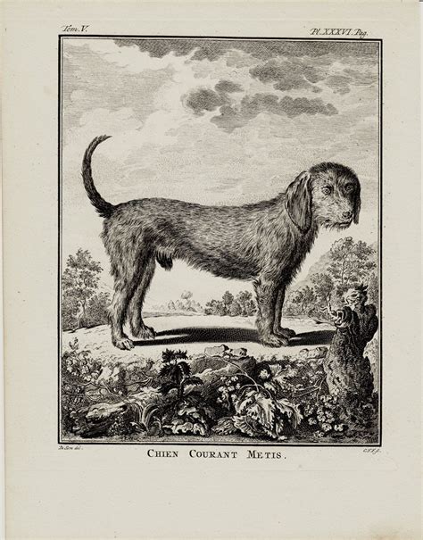 1766 Antique Gorgeous Dog Engraving 247 Years Old Rare Print Etsy