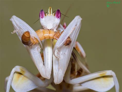 Orchid Praying Mantis Wallpapers Heroes