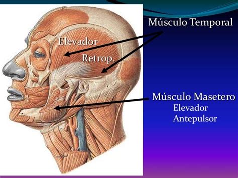 Músculos De La Cara Morfo Iii Ing Biomédica