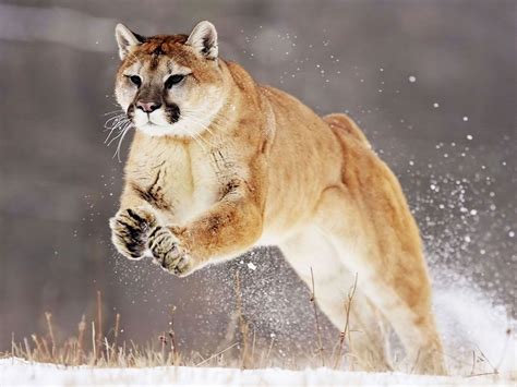 Puma concolor ou onça parda Fotos de animales salvajes Animales