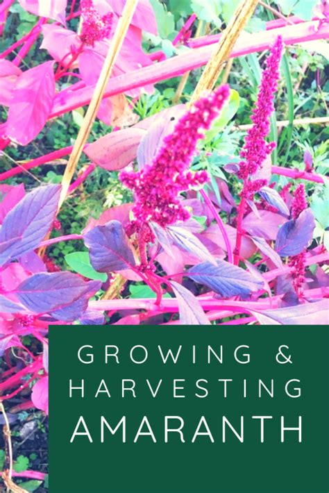 Growing And Harvesting Amaranth Makergardener