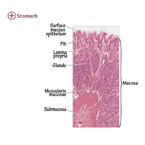 Stomach Tissue Labeled