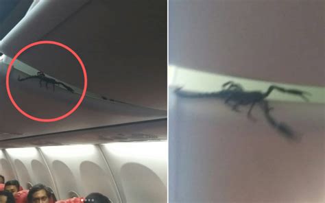 Venomous Scorpion Causes Panic In Indonesian Lion Air Flight