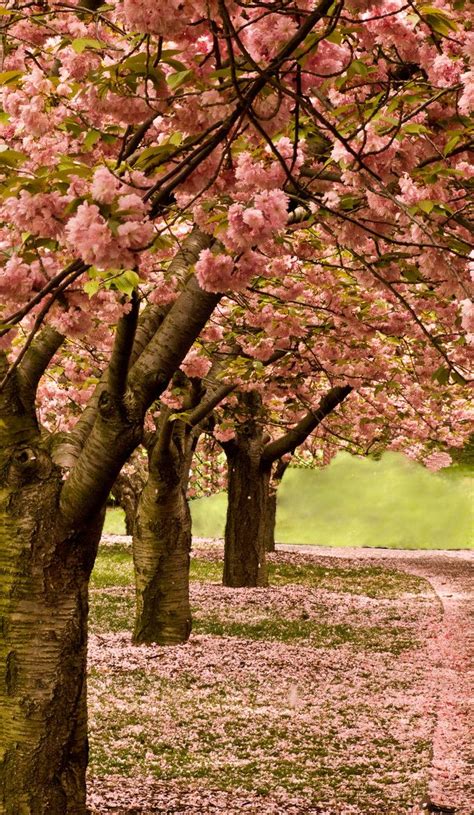 Cherry Blossom Path Cherry Blossom Blossom Beautiful Nature Scenes