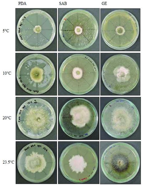 Alternaria Sp Colony Morphology On Three Media Potato Dextrose