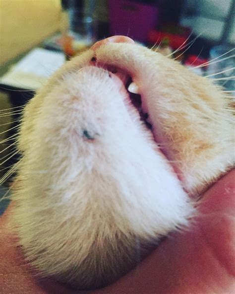 Those Black Bumps Or Scabs On Your Cats Chin May Actually Be Cat Acne