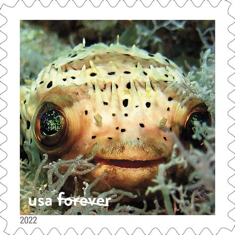 New Usps Stamps Feature Florida Keys Marine Life