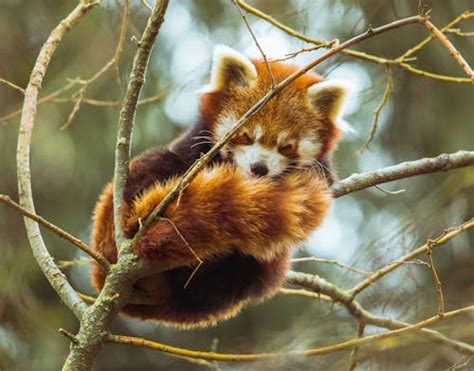 Red Panda On Bamboo Trunks · Free Stock Photo