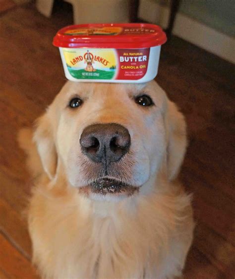 Peanut butter balls in a large mixing bowl beat powdered sugar, peanut butter, butter, and vanilla with an electric mixer until combined and smooth. Butter on the head | Golden retriever funny, Golden ...