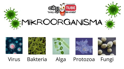 Sains Tahun 6 Mikroorganisma Youtube