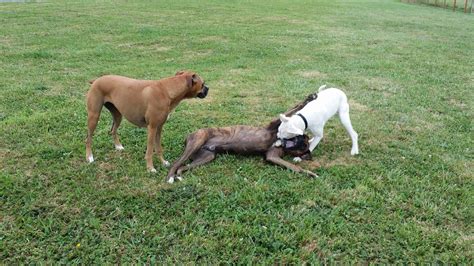 Adding A Third Boxer Boxer Breed Dog Forums