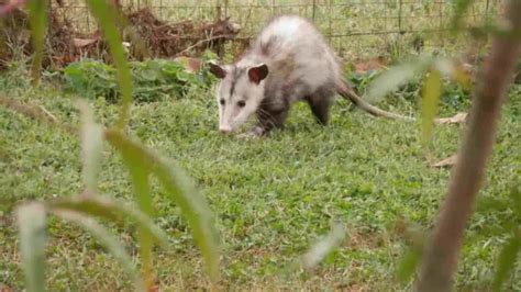5 Simple Ways How To Get Rid Of Possums In Your Yard Protect Your House