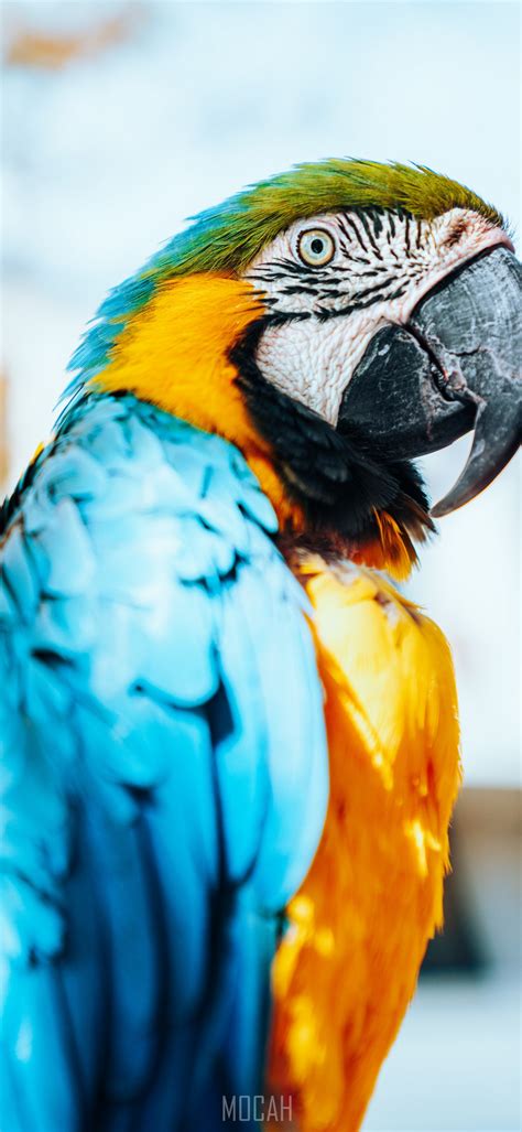 281354 Macaw Bird Beak Parrot Blue Infinix Note 6 Wallpaper 1080p