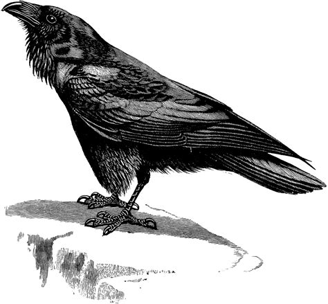 Raven Clipart Etc