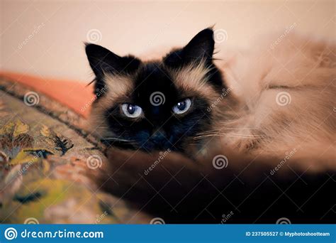 Siamese Cat With Blue Eyes Lies On A Blanket Stock Image Image Of