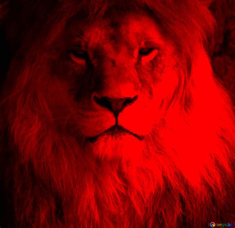 Scary Lion Download Free Picture №221085