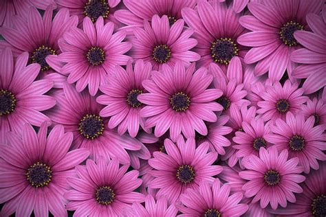 Gerbera Flowers Wallpaper 4k Daisy Flowers Flowers 918