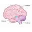 Lobes Of The Brain  Introduction To Psychology
