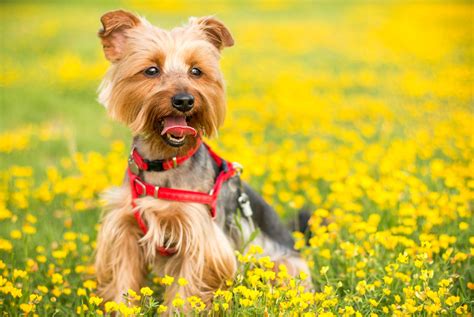 17 Coolest Looking Dog Breeds That Make Great Pets Yorkie Passion