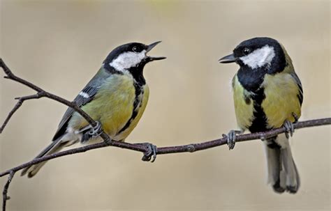 Hormone Similarity Helps Bird Couples Stay Together Scope