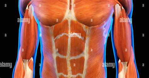 Muscles Of The Chest Abdomen Male Chest Abdominal Muscles Anatomy In