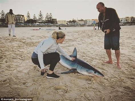 Mako Shark Washes Up On Bondi Beach Daily Mail Online