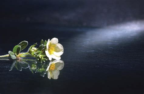 I want to create better representations for him so he is allowed to reach his full potential. Flower Reflection Photograph by Steve Somerville