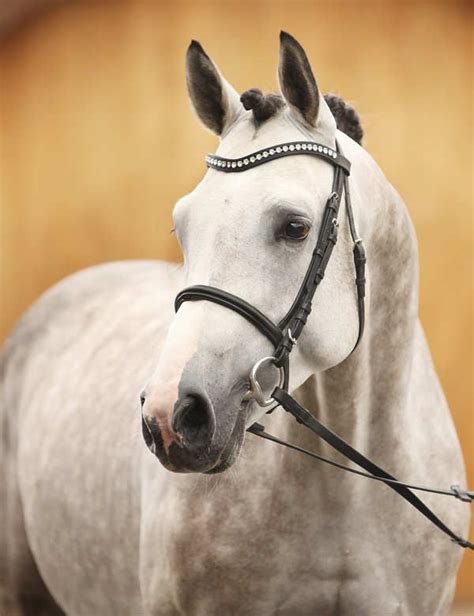 Equine World Chicago Holsteiner Stallion Okiniiri Beautiful Horse