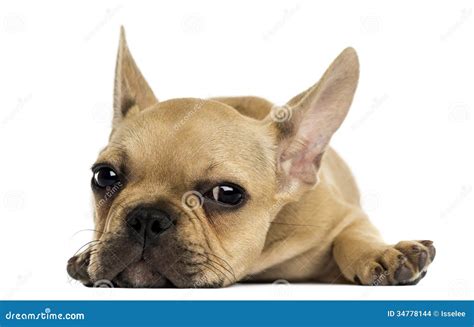 French Bulldog Puppy Lying Down Looking At The Camera Isolated Stock