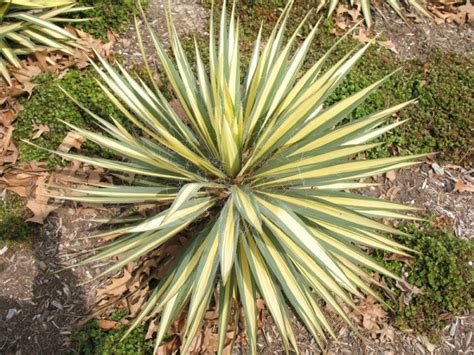 Yucca Filamentosa Bright Edge Plante Md