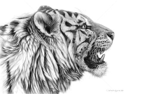White Tiger Profile Dessin Par Svetlana Ledneva Schukina Artmajeur