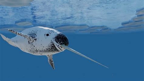 Front View Of A Swimming Narwhal Whale Beluga Whale Narwhal