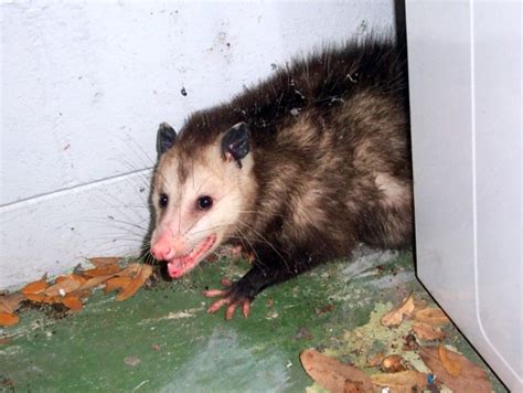 Opossum Diseases Humane Wildlife Removal