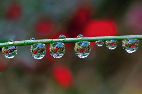 Selective Focus Photography Of Water Dew Hd Wallpaper Wallpaper Flare