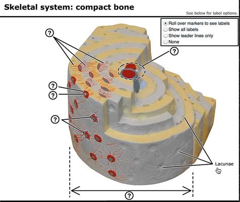 Blood vessels and nerves enter the bone through. Osteon of Human Bone - YouTube